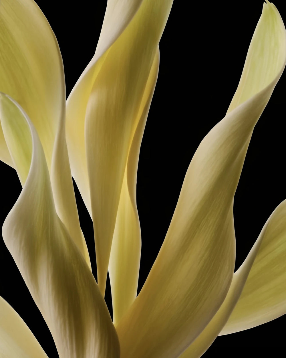 Fragrance Du Bois Cavort Extrait de Parfum (100ml) – Bild 5