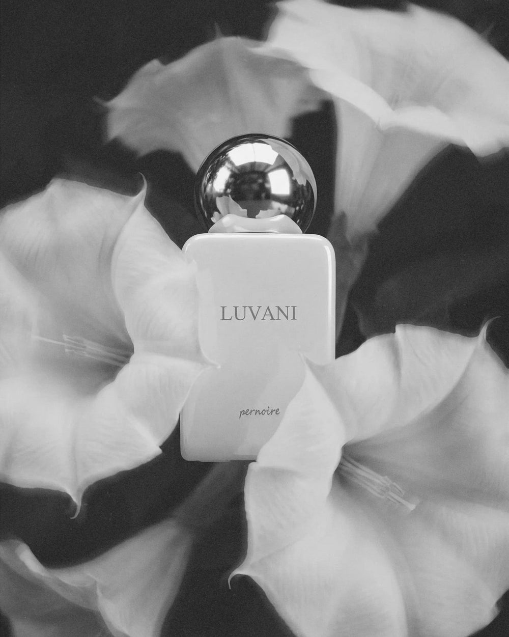 Pernoire Luvani Extrait de Parfum (50ml) – Bild 3